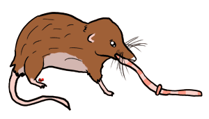 Shrew clipart #18, Download drawings