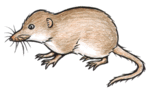 Shrew clipart #14, Download drawings