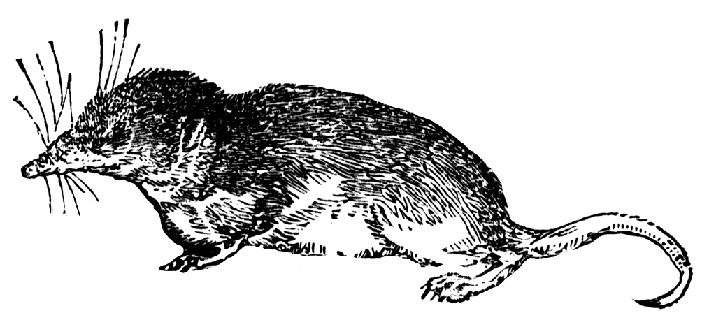 Shrew clipart #7, Download drawings