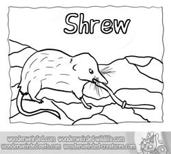 Shrew coloring #19, Download drawings