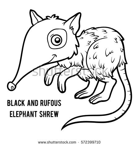 Shrew coloring #10, Download drawings