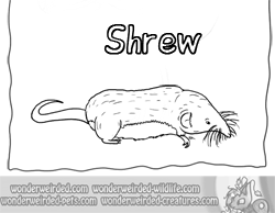 Shrew coloring #11, Download drawings