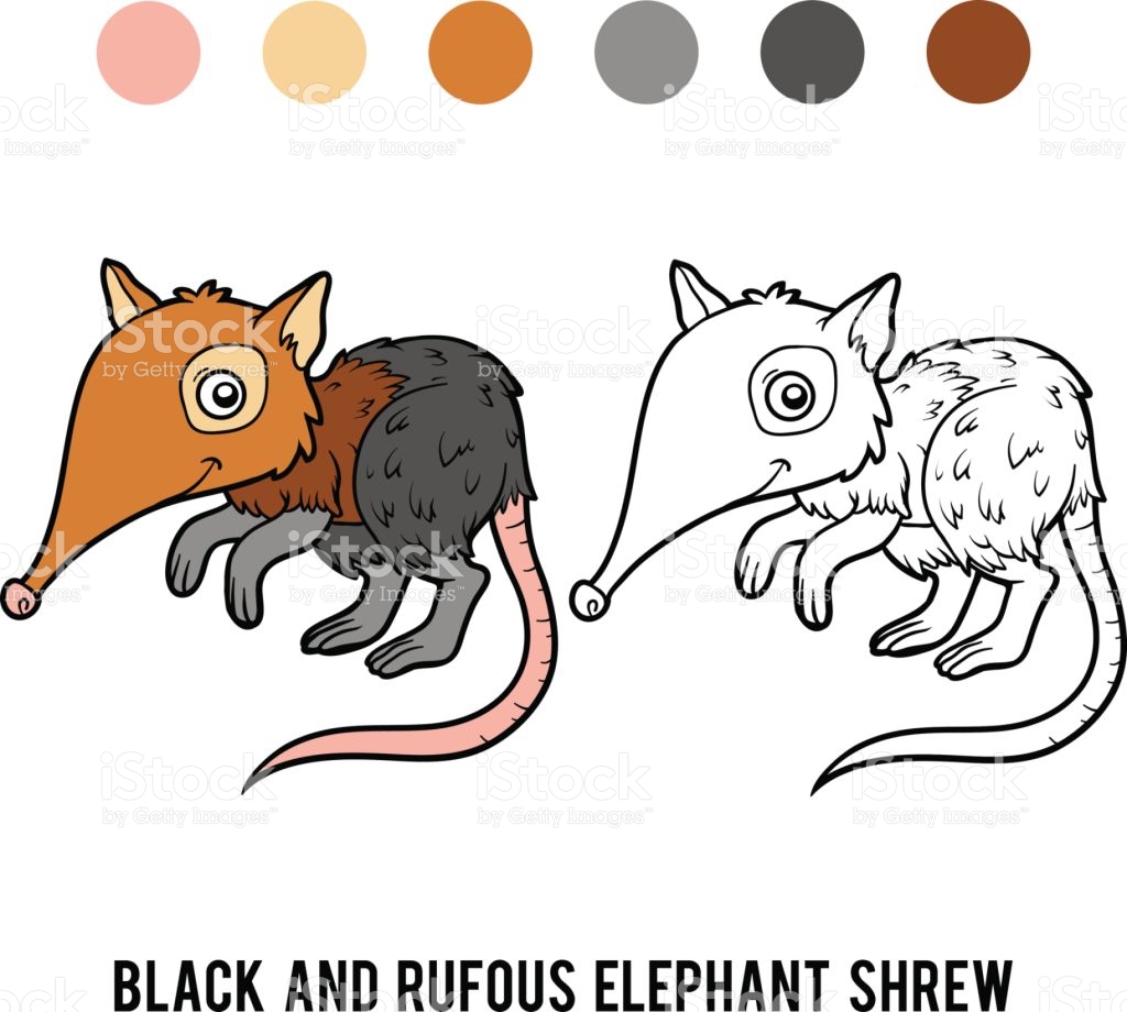 Shrew coloring #3, Download drawings