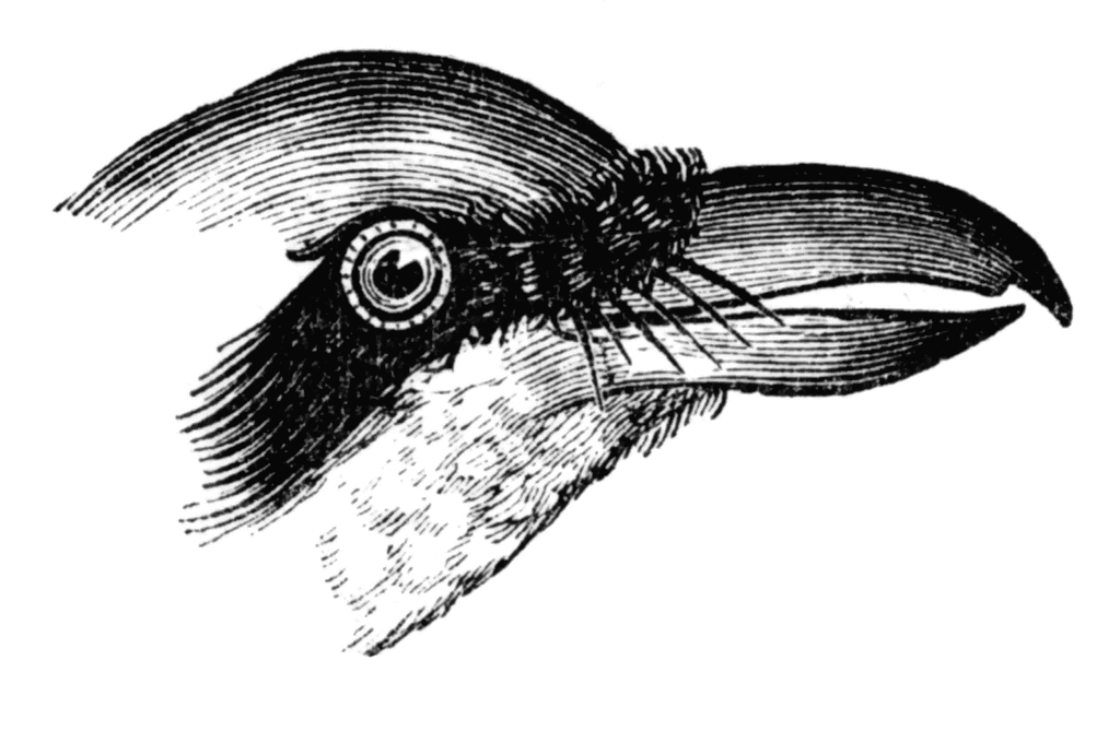 Shrike clipart #12, Download drawings