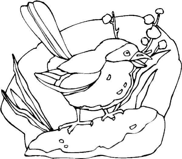 Shrike coloring #19, Download drawings