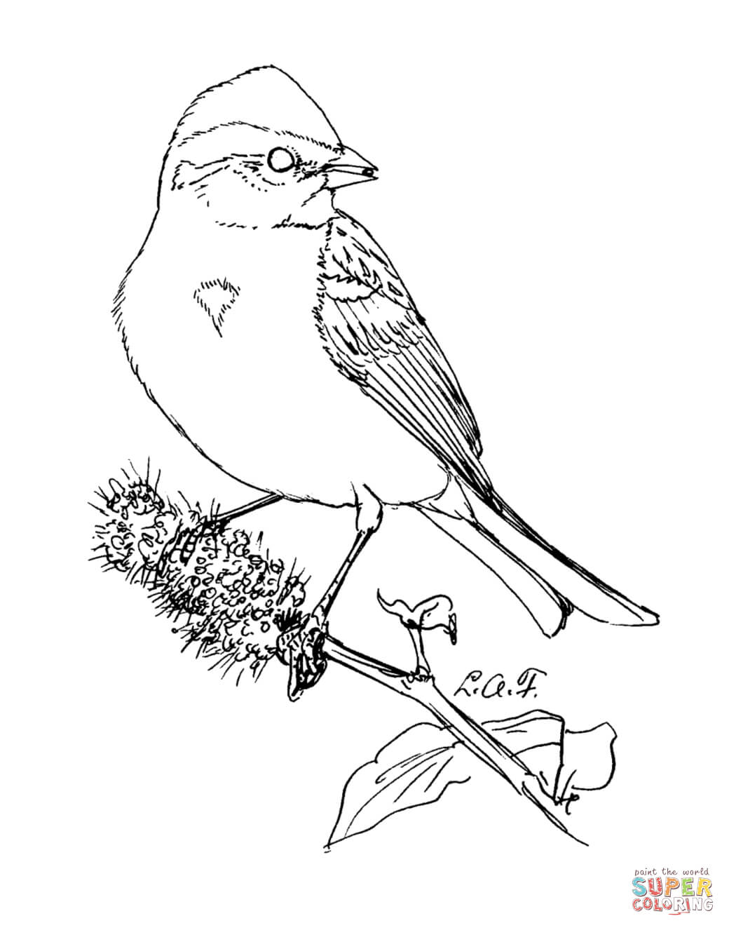Shrike coloring #7, Download drawings