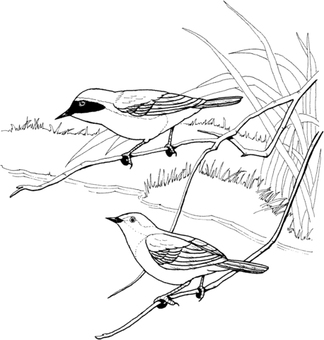 Yellow Warbler coloring #10, Download drawings