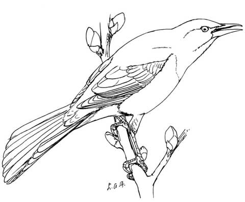 Shrike coloring #16, Download drawings
