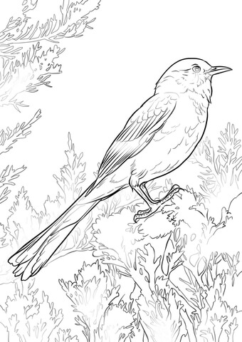 Shrike coloring #12, Download drawings