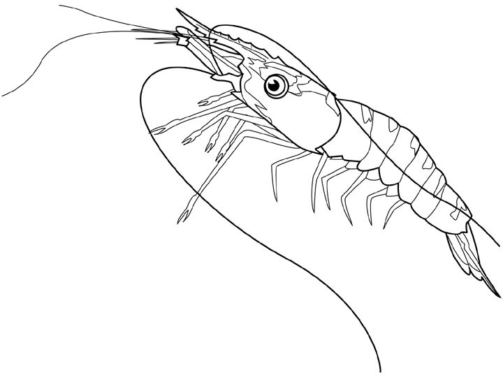 Shrimp coloring #7, Download drawings