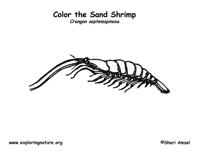 Shrimp coloring #11, Download drawings