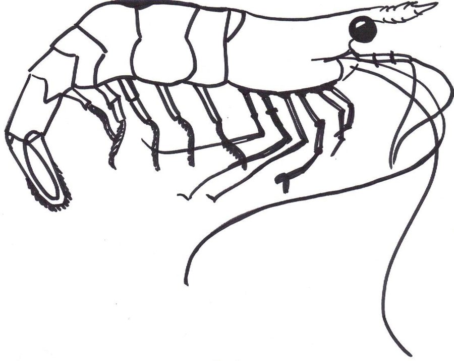 Shrimp coloring #3, Download drawings