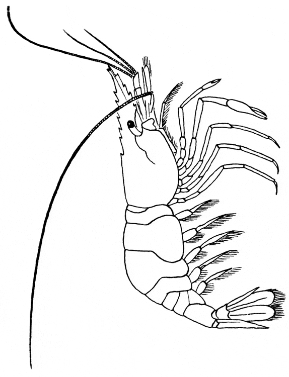 Shrimp coloring #14, Download drawings