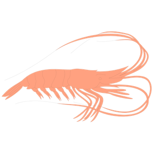 Shrimp svg #15, Download drawings