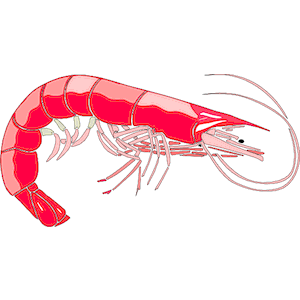 Shrimp svg #14, Download drawings