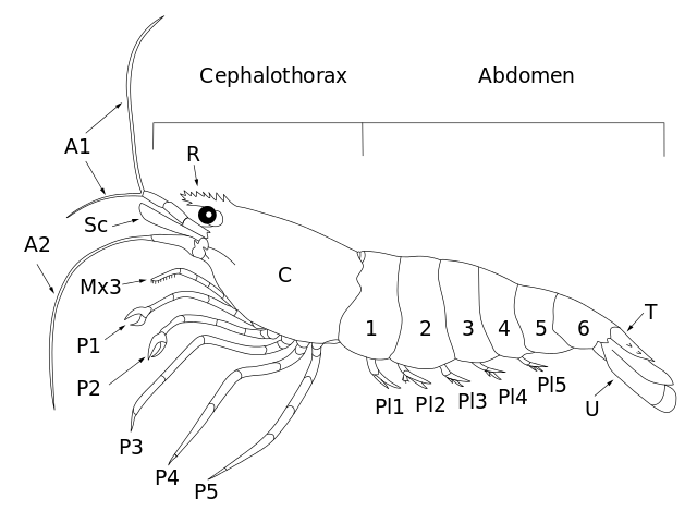 Shrimp svg #6, Download drawings