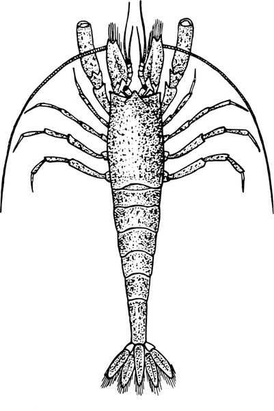 Shrimp svg #1, Download drawings