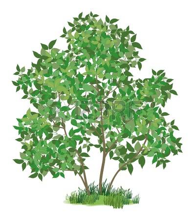 Shrub clipart #9, Download drawings