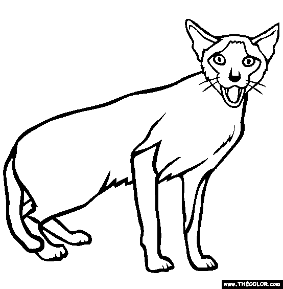 Siamese Cat coloring #2, Download drawings