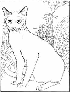 Siamese Cat coloring #18, Download drawings