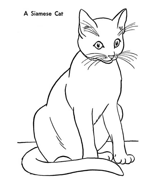 Siamese Cat coloring #6, Download drawings