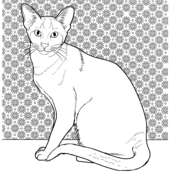 Siamese Cat coloring #3, Download drawings