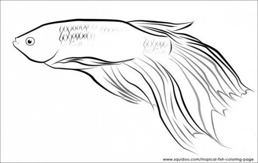 Siamese Fighting Fish clipart #7, Download drawings
