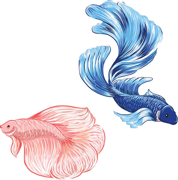 Siamese Fighting Fish clipart #19, Download drawings