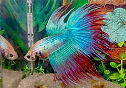 Siamese Fighting Fish coloring #1, Download drawings
