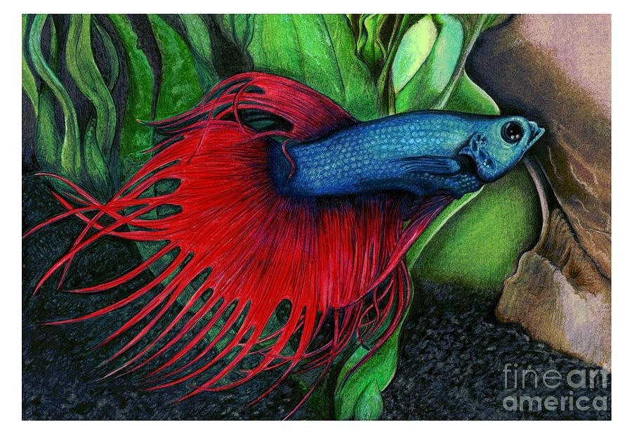 Siamese Fighting Fish coloring #3, Download drawings