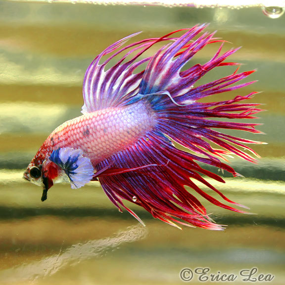 Siamese Fighting Fish coloring #11, Download drawings
