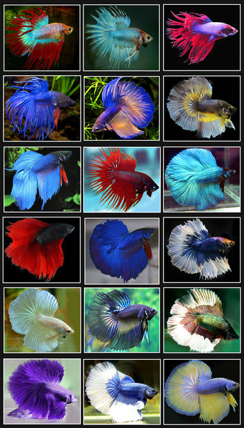 Siamese Fighting Fish coloring #6, Download drawings