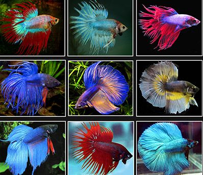 Siamese Fighting Fish coloring #20, Download drawings