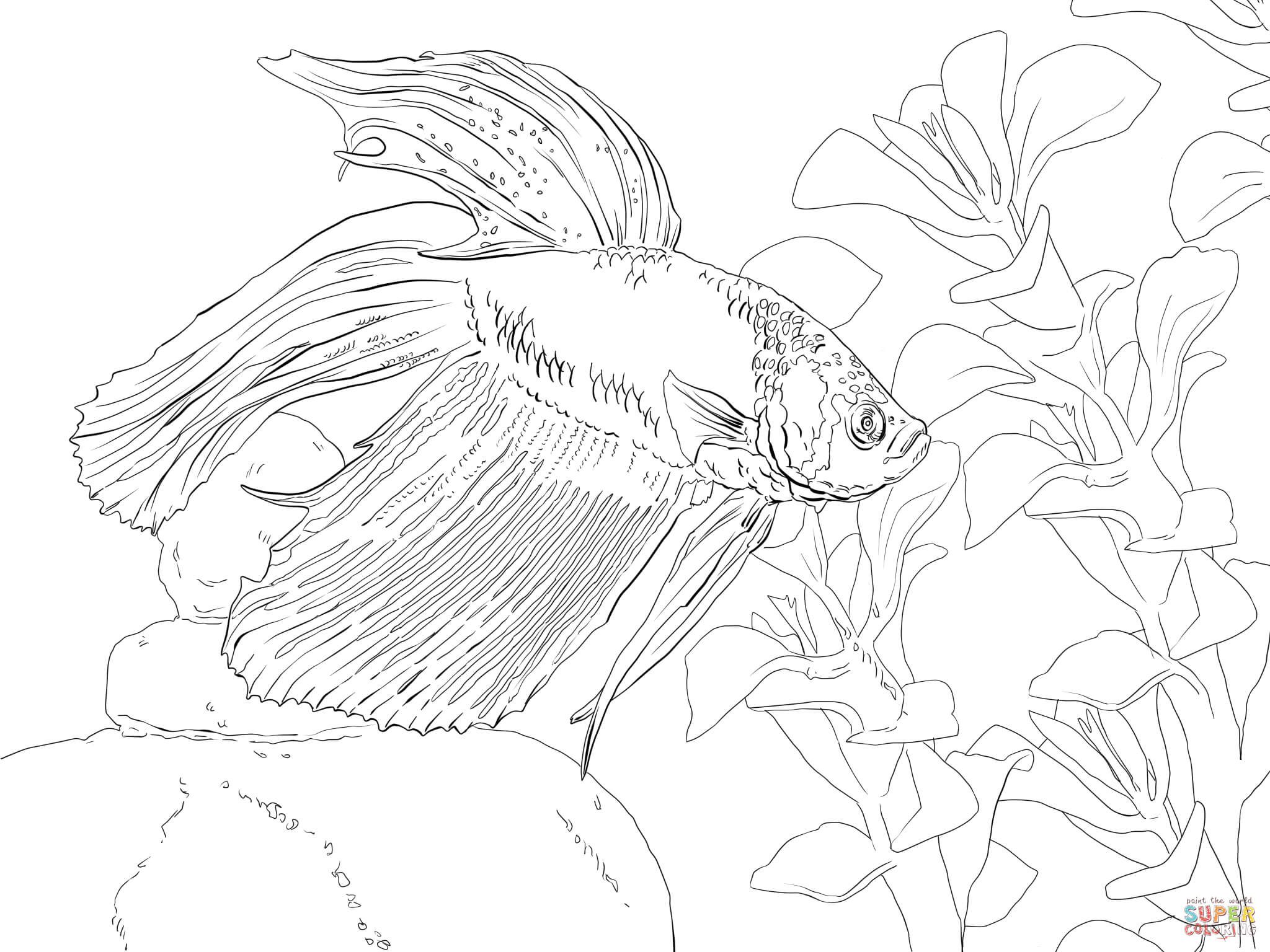 Siamese Fighting Fish coloring #5, Download drawings