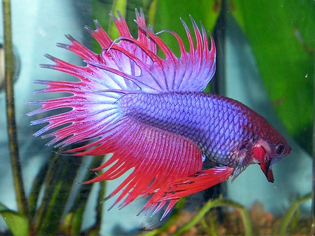 Siamese Fighting Fish coloring #18, Download drawings