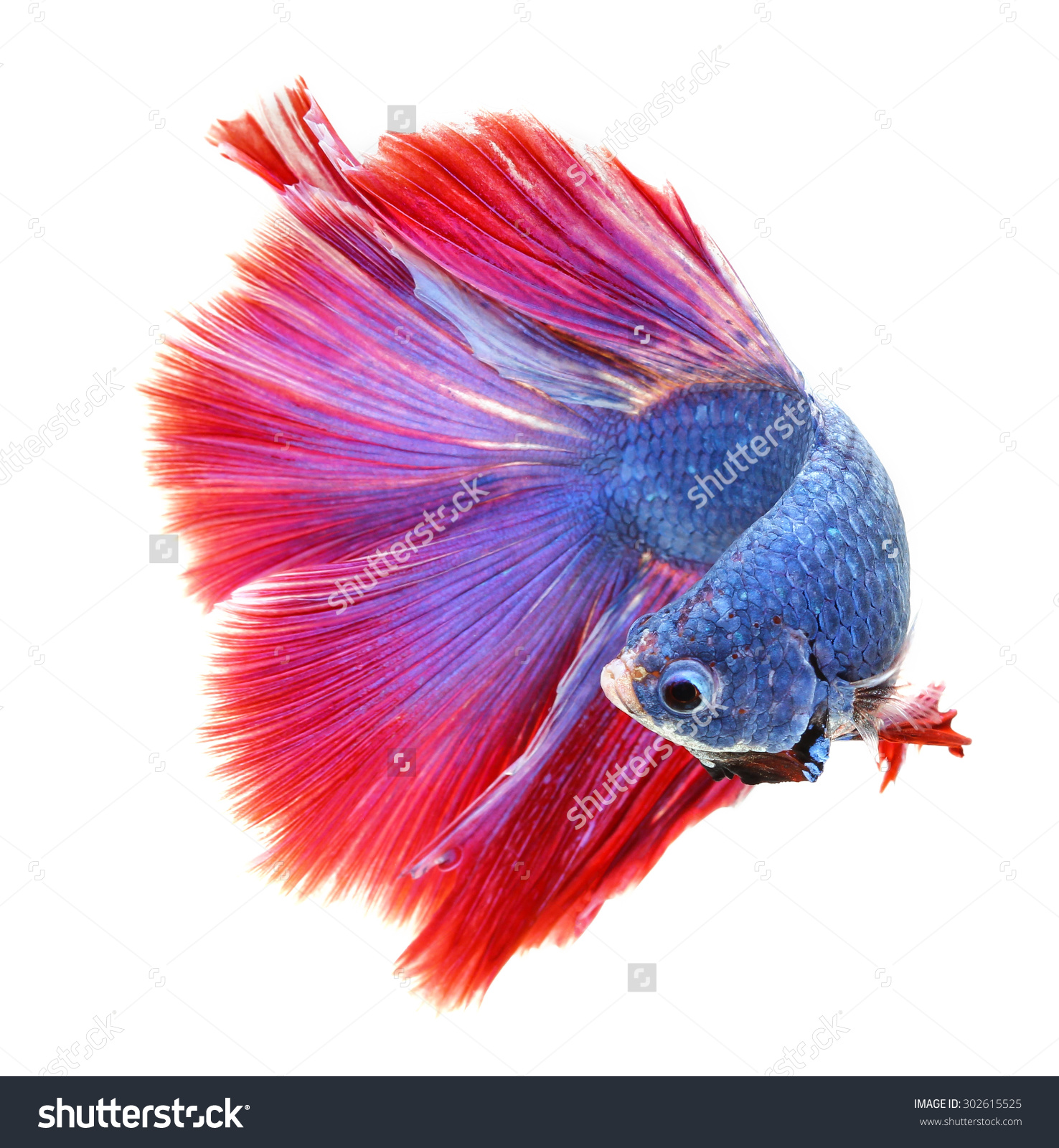 Siamese Fighting Fish svg #12, Download drawings