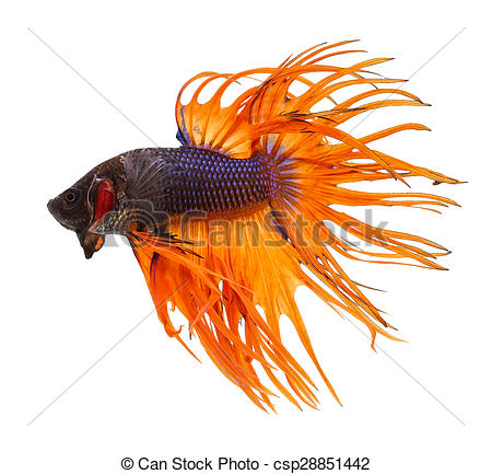 Siamese Fighting Fish svg #6, Download drawings
