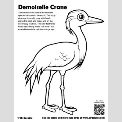 Siberian Crane coloring #3, Download drawings