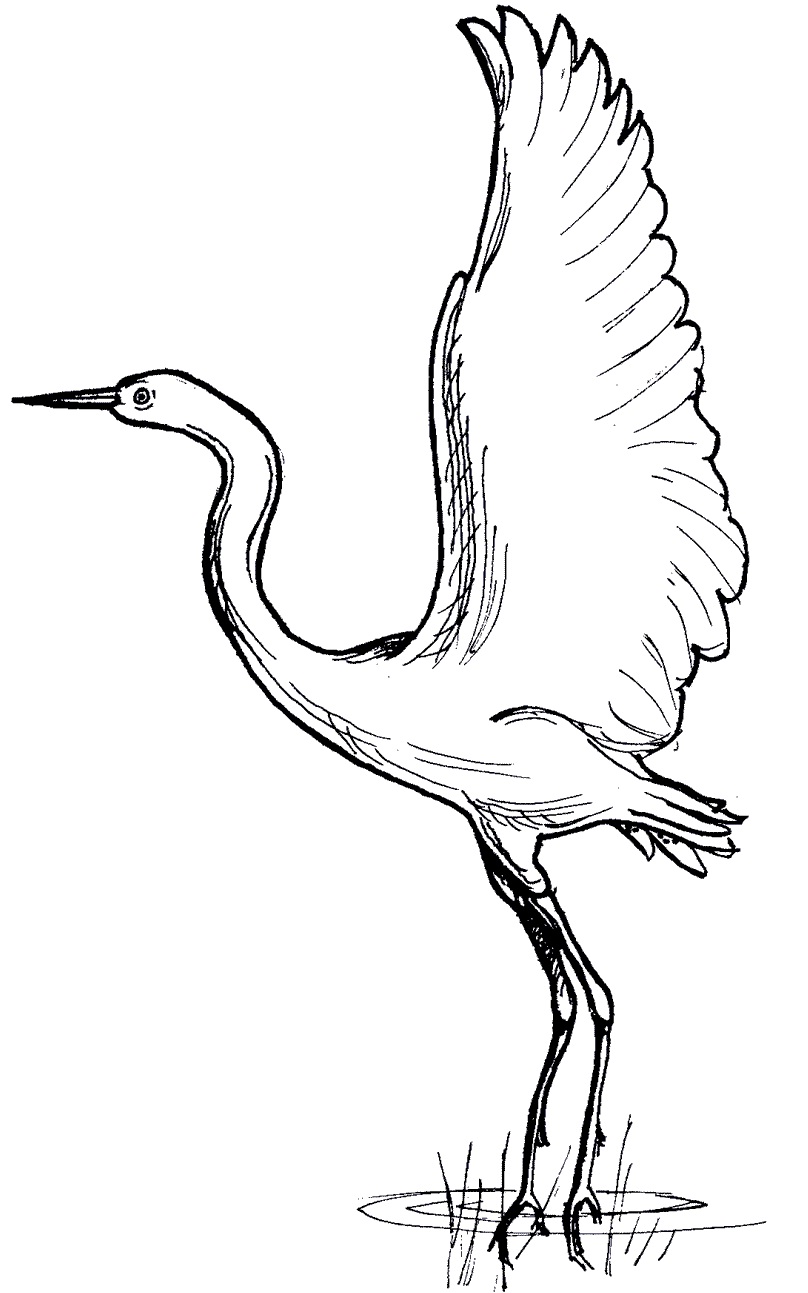 Siberian Crane coloring #16, Download drawings