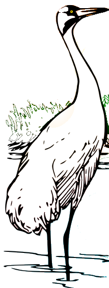 Siberian Crane coloring #4, Download drawings