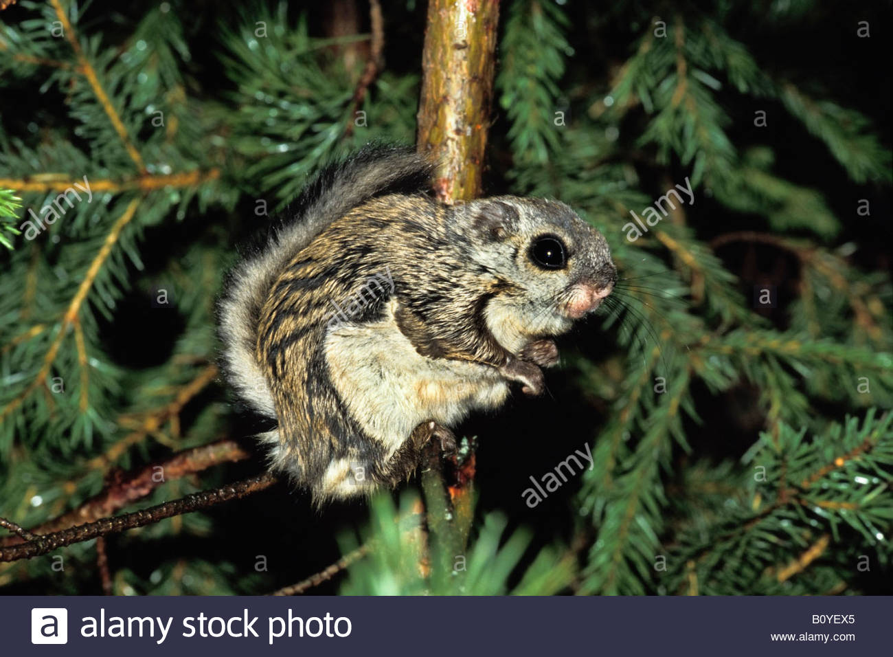 Siberian Flying Squirrel clipart #4, Download drawings