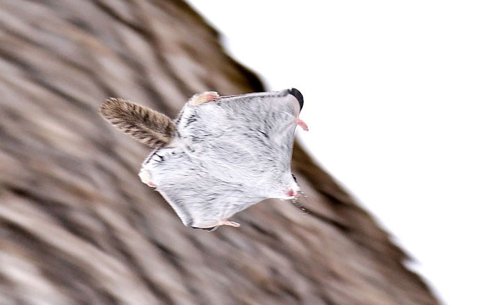 Siberian Flying Squirrel clipart #15, Download drawings