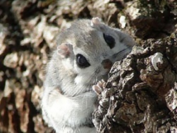 Siberian Flying Squirrel clipart #13, Download drawings