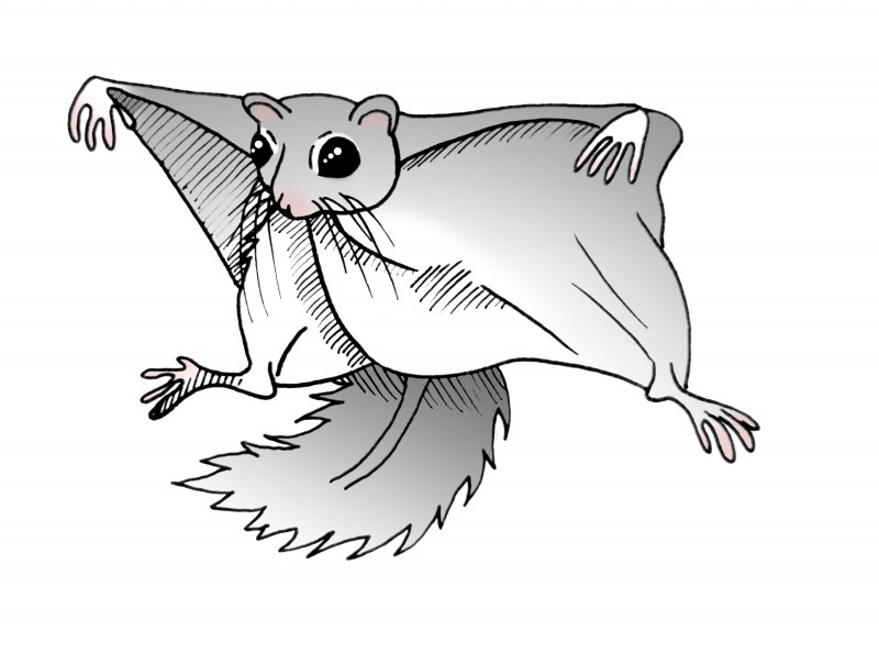 Siberian Flying Squirrel coloring #13, Download drawings