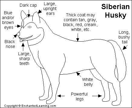 Siberian Husky coloring #19, Download drawings