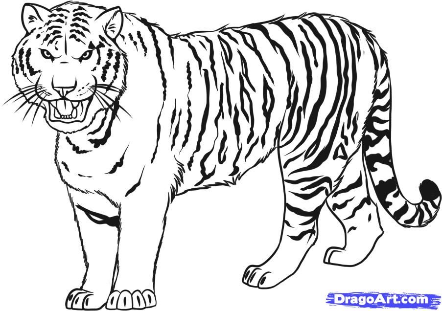 Siberian Tiger coloring #20, Download drawings