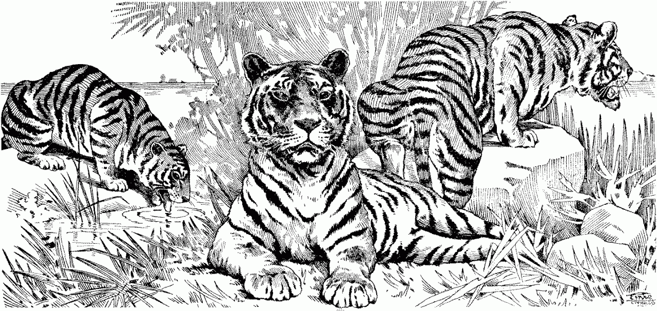 Siberian Tiger coloring #18, Download drawings