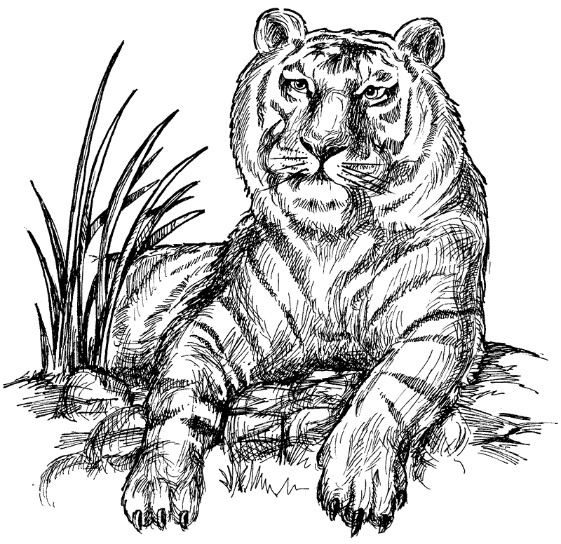 Siberian Tiger coloring #11, Download drawings