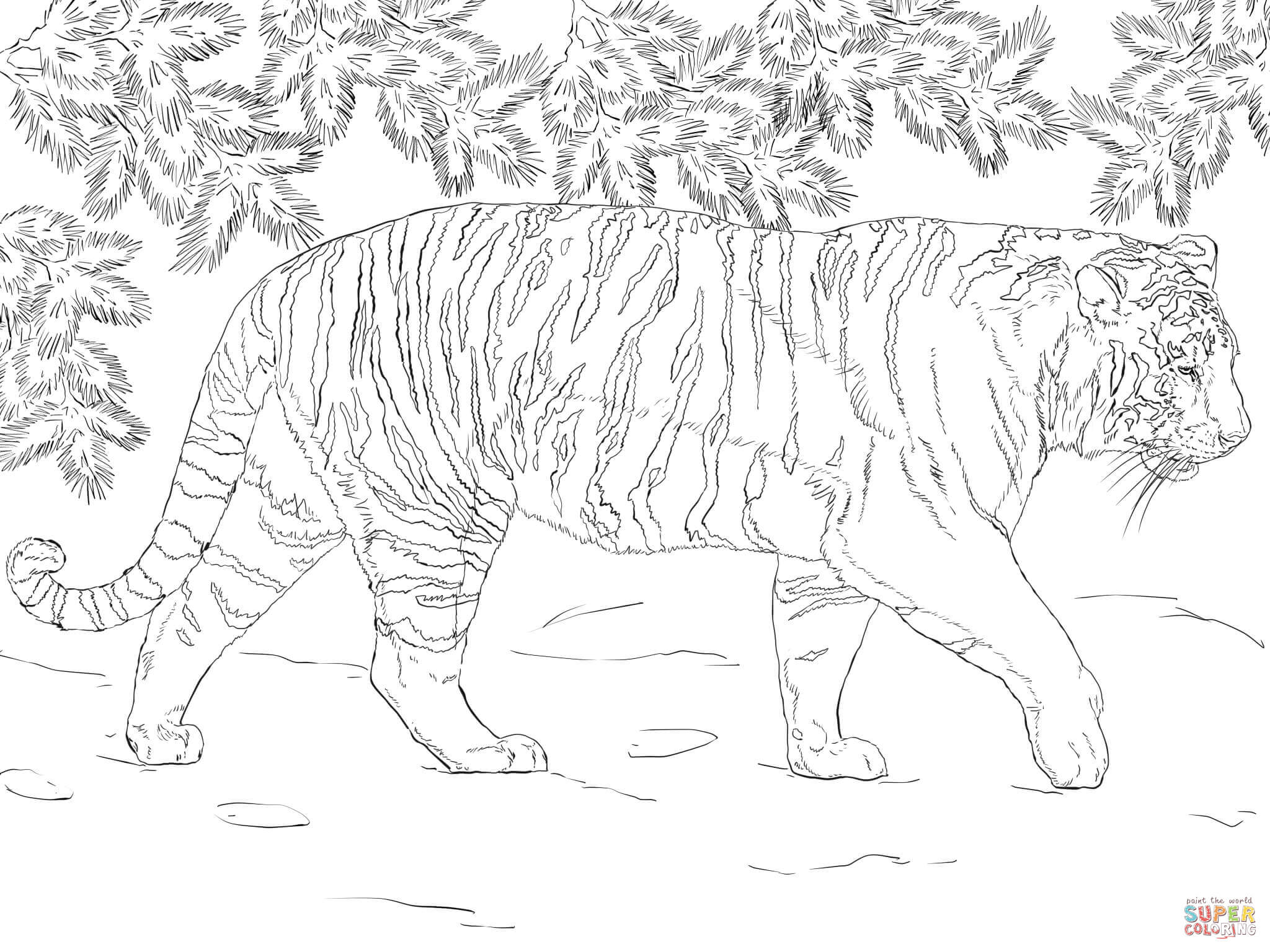 Siberian Tiger coloring #16, Download drawings