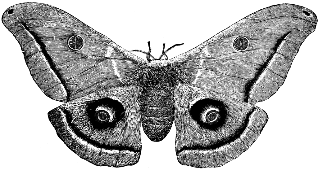 Silk Moth clipart #10, Download drawings